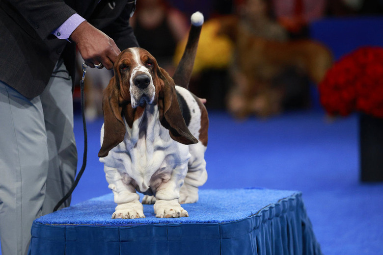 National Dog Show 2024 Photos