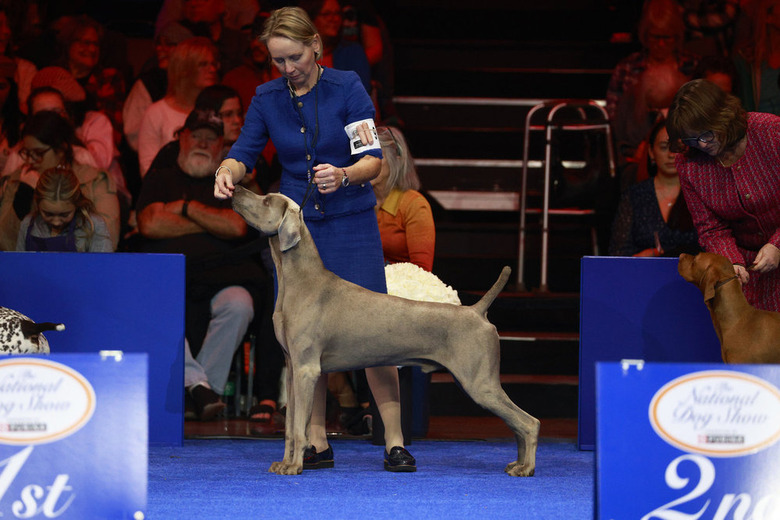 National Dog Show 2024 Photos