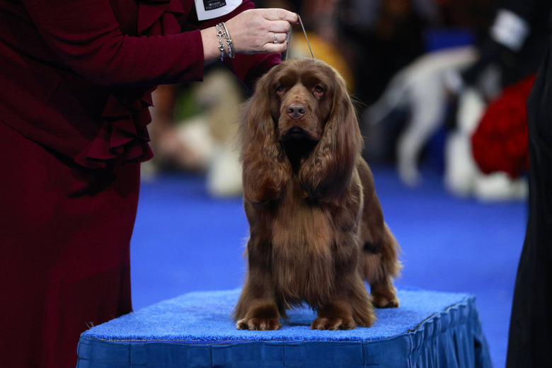 National Dog Show 2024 Photos