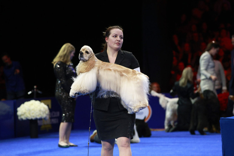 National Dog Show 2024 Photos