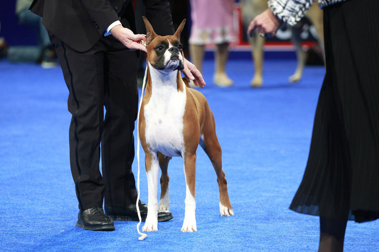 National Dog Show 2024 Photos