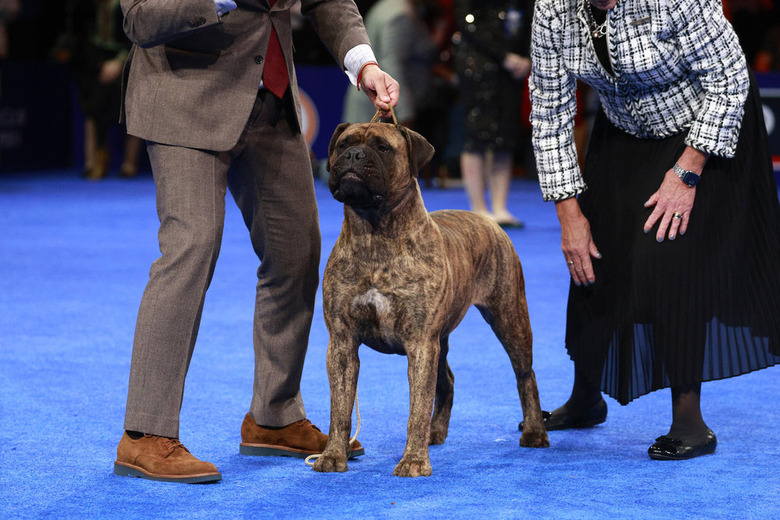 National Dog Show 2024 Photos
