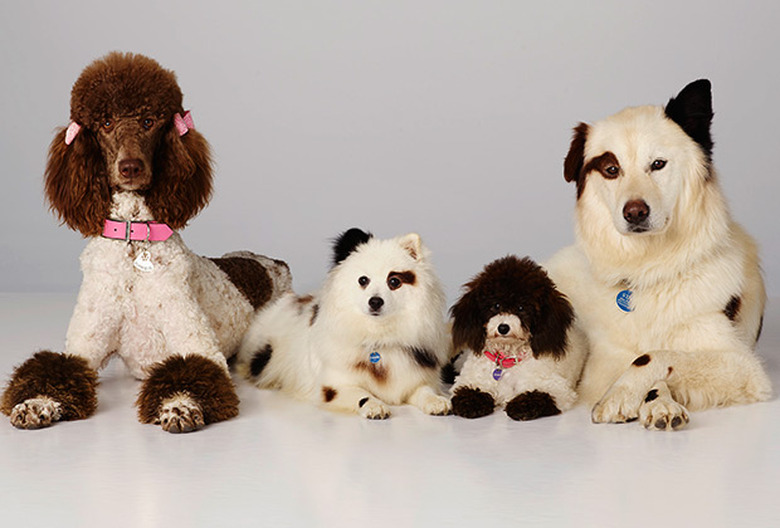 National Puppy Day 2016