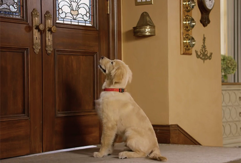 National Puppy Day 2016