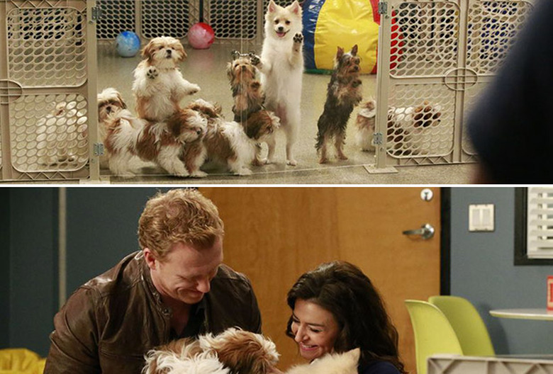 National Puppy Day 2016