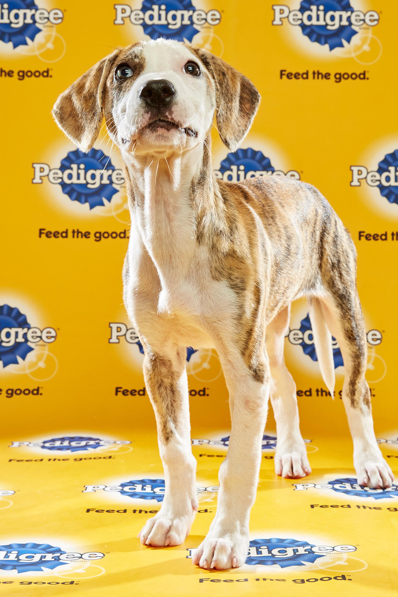 puppy-bowl-2016-01-atticus