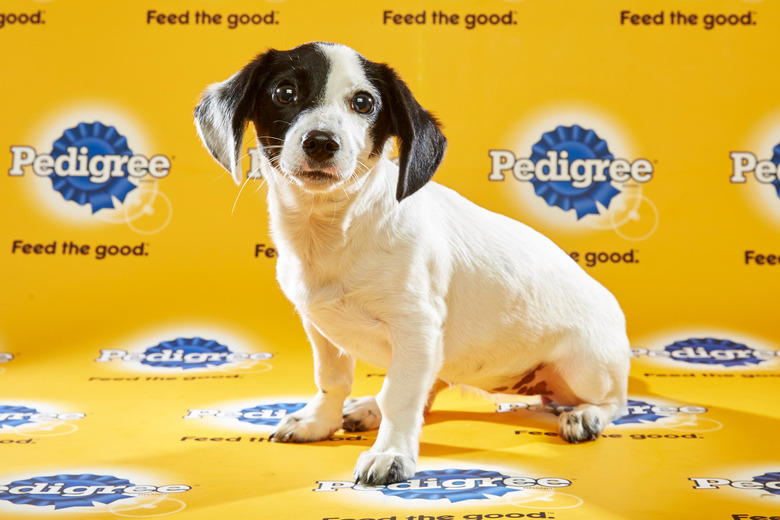 puppy-bowl-2016-02-bella