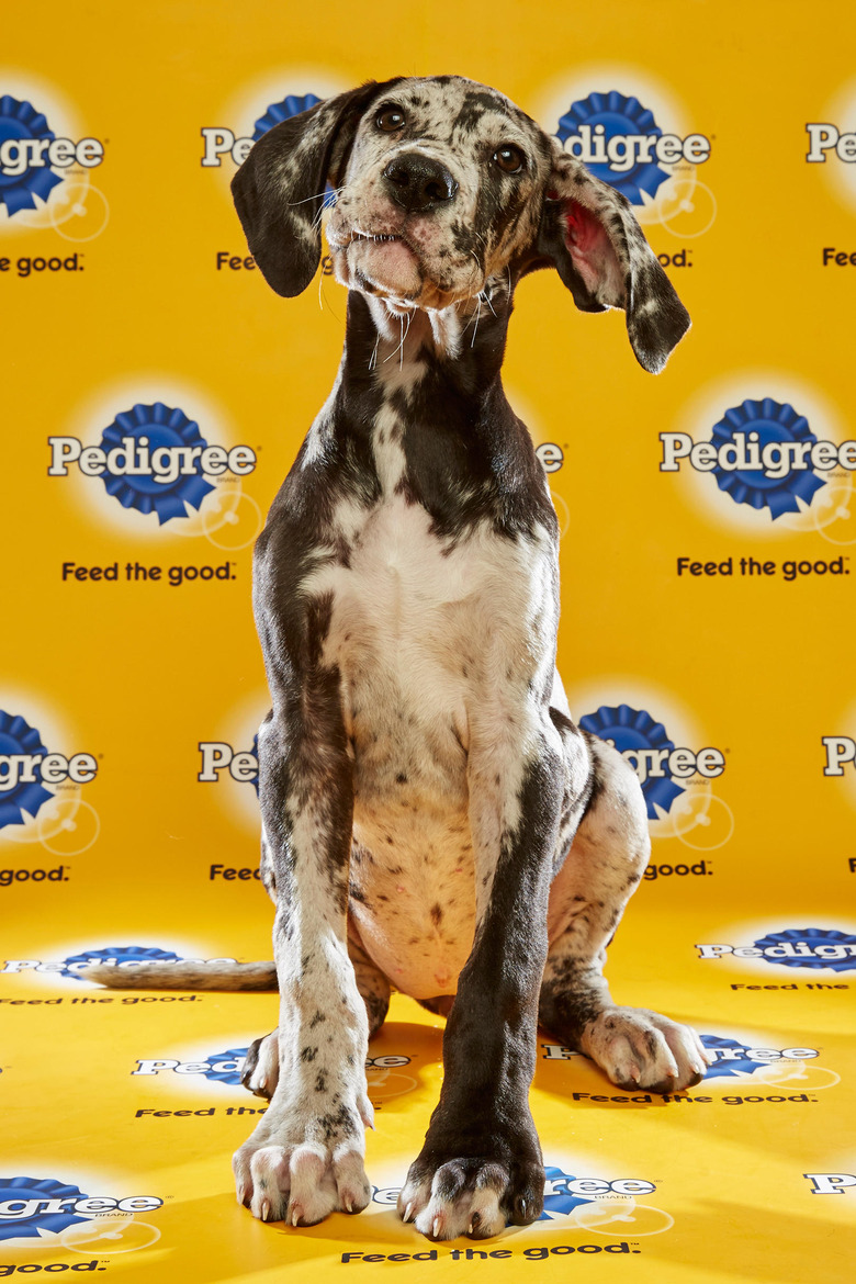 puppy-bowl-2016-03-bijou