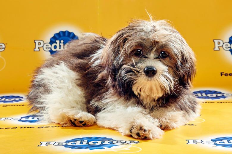 puppy-bowl-2016-04-boris