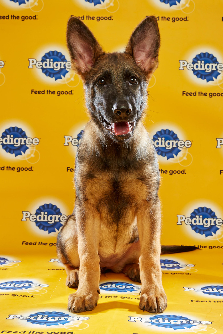 puppy-bowl-2016-05-brooklyn