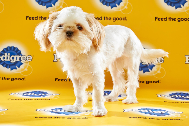 puppy-bowl-2016-06-buttons