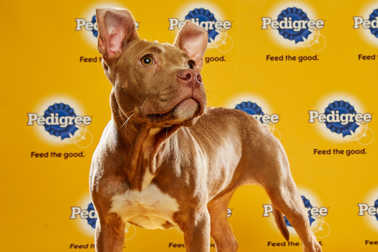 puppy-bowl-2016-07-carolina