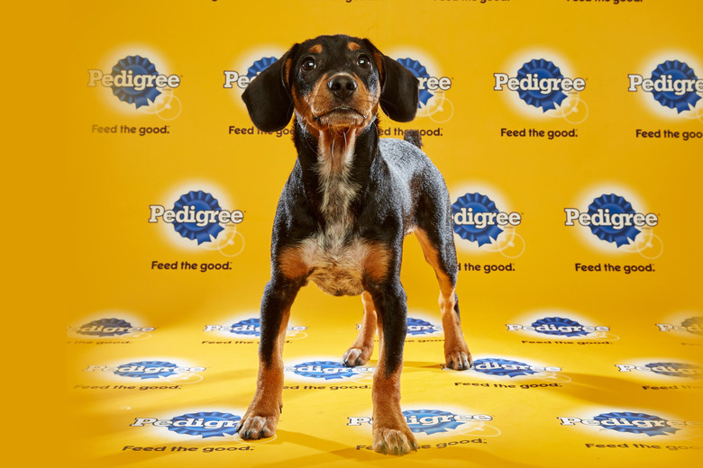 puppy-bowl-2016-08-charlie