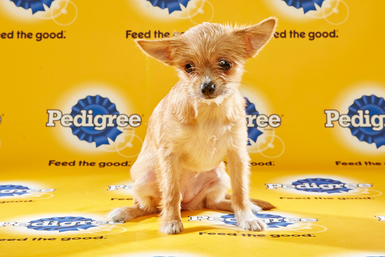 puppy-bowl-2016-09-chichi
