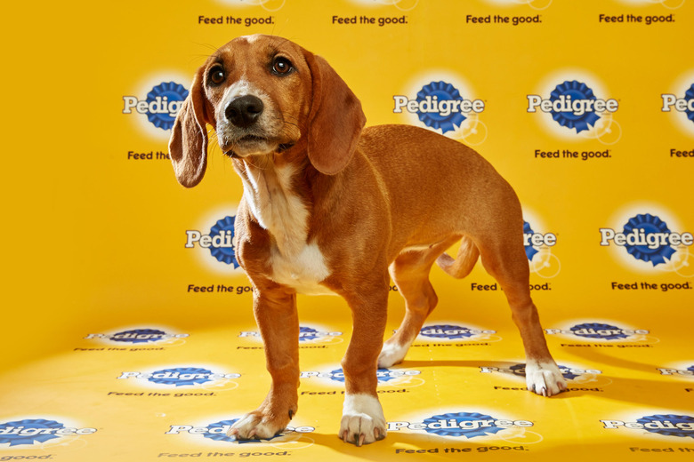 puppy-bowl-2016-10-clover