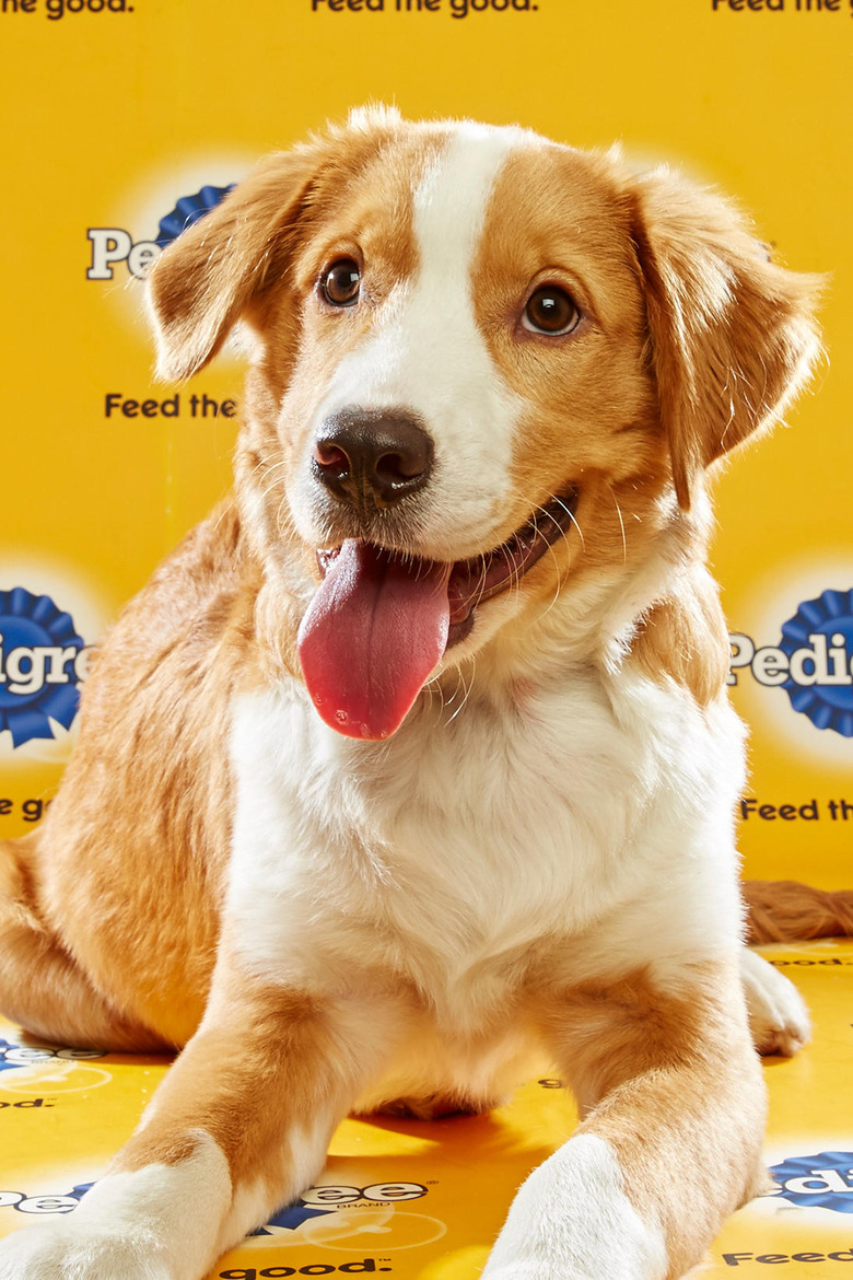puppy-bowl-2016-11-cooper