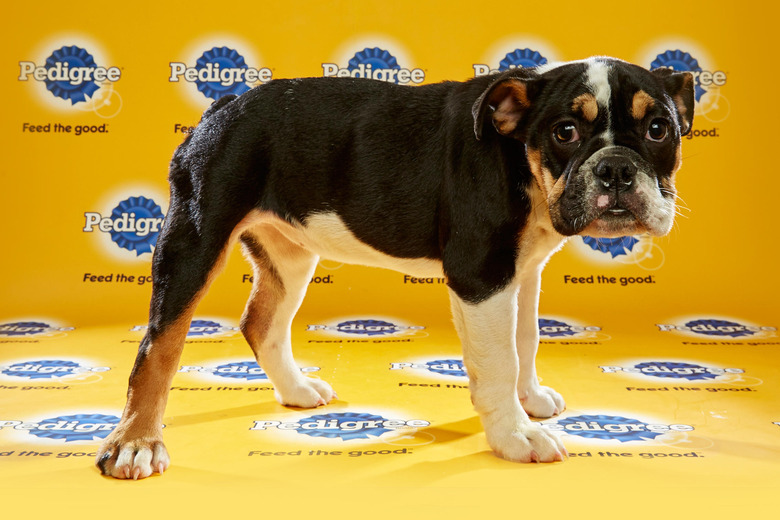 puppy-bowl-2016-12-countess