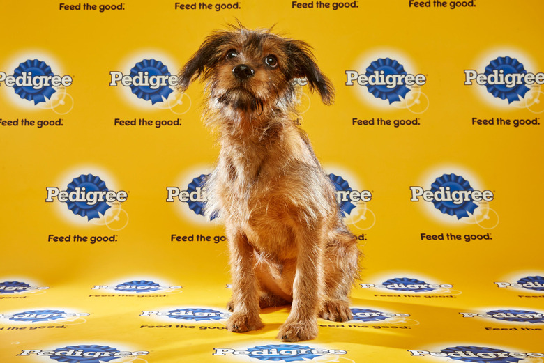 puppy-bowl-2016-14-dilly