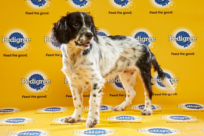 puppy-bowl-2016-15-gordon