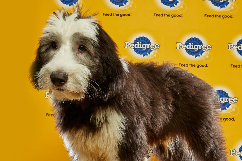 puppy-bowl-2016-16-gryffin
