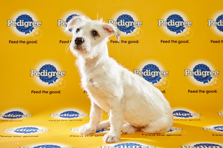 puppy-bowl-2016-17-hailey