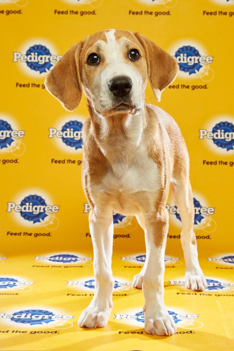puppy-bowl-2016-18-hank
