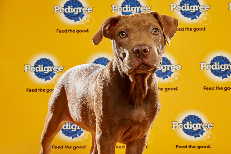puppy-bowl-2016-19-harper