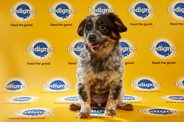 puppy-bowl-2016-20-jimmy