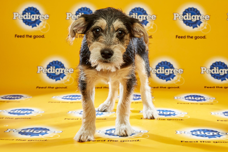 puppy-bowl-2016-21-kevin
