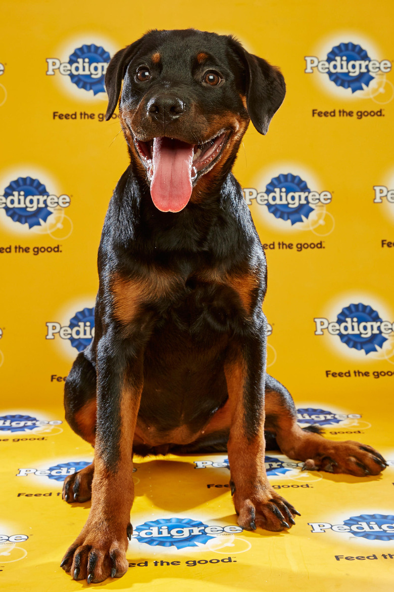 puppy-bowl-2016-22-leah
