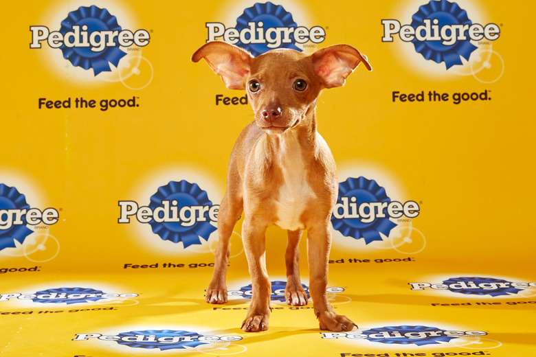 puppy-bowl-2016-23-magic