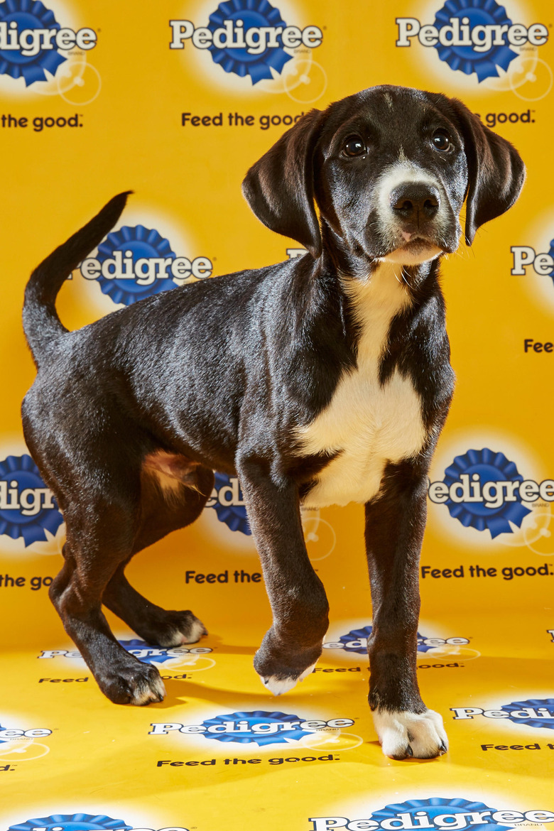 puppy-bowl-2016-24-marley