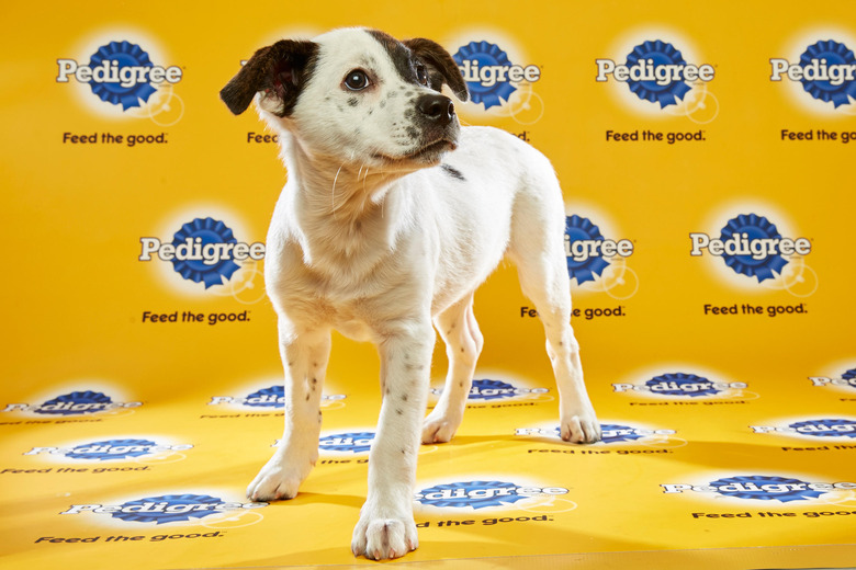 puppy-bowl-2016-25-miss-sassy