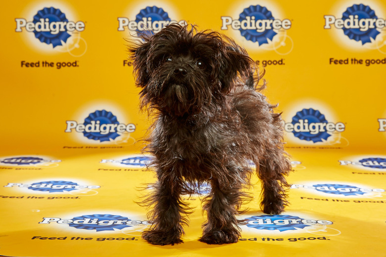 puppy-bowl-2016-26-moose