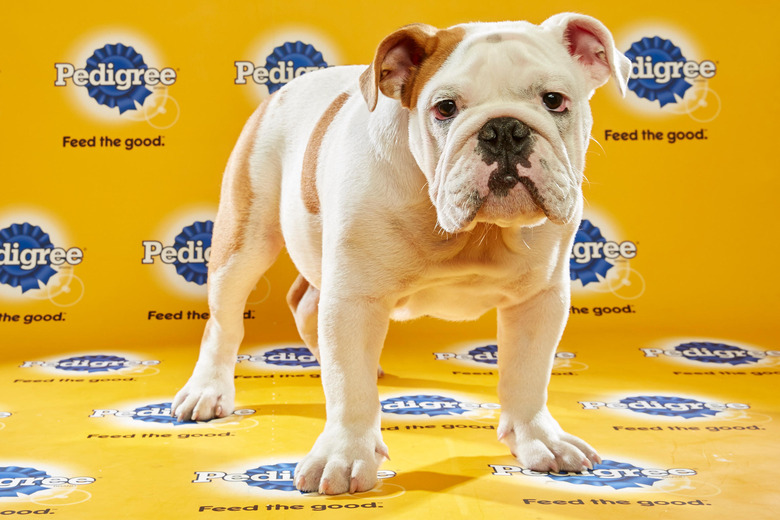 puppy-bowl-2016-27-otis