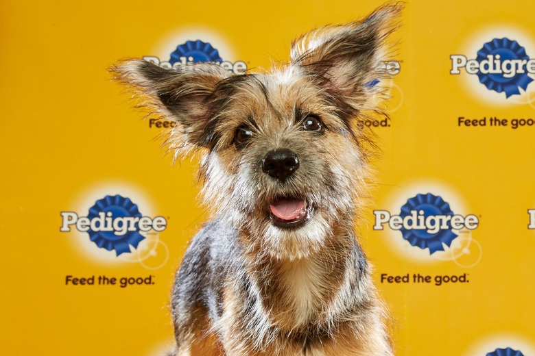 puppy-bowl-2016-28-piper