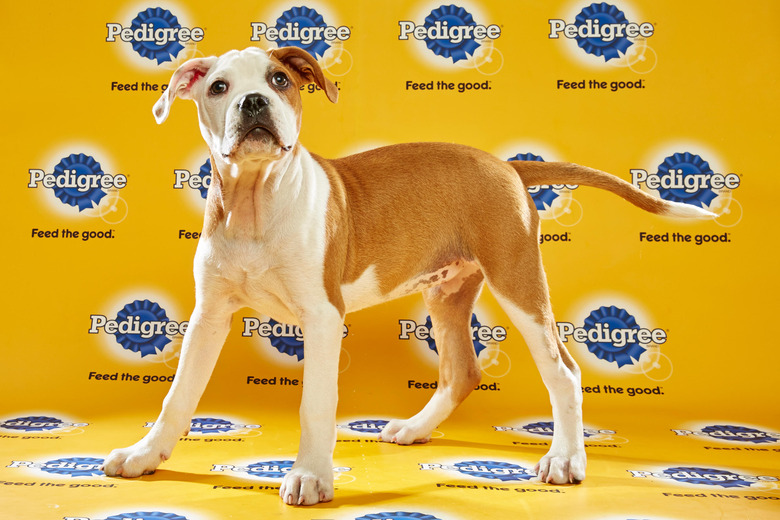 puppy-bowl-2016-30-puddin-pop