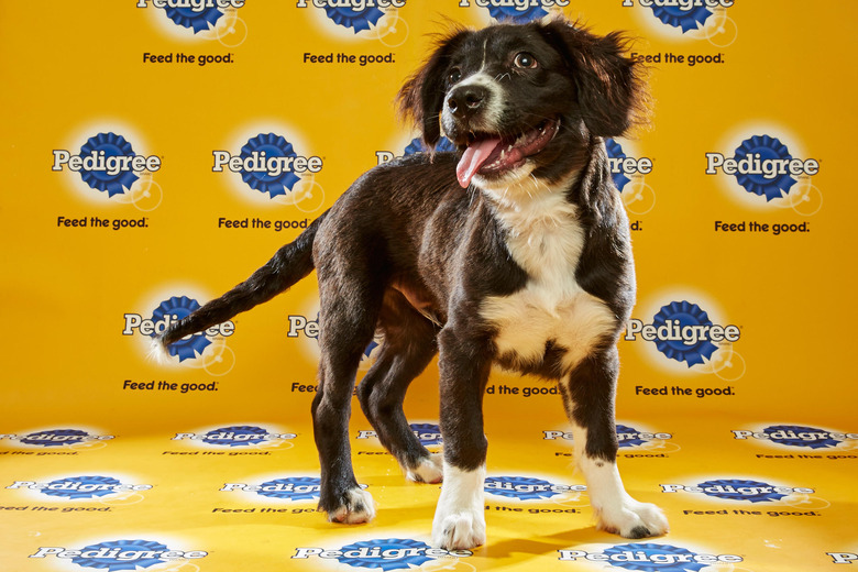 puppy-bowl-2016-31-ranger