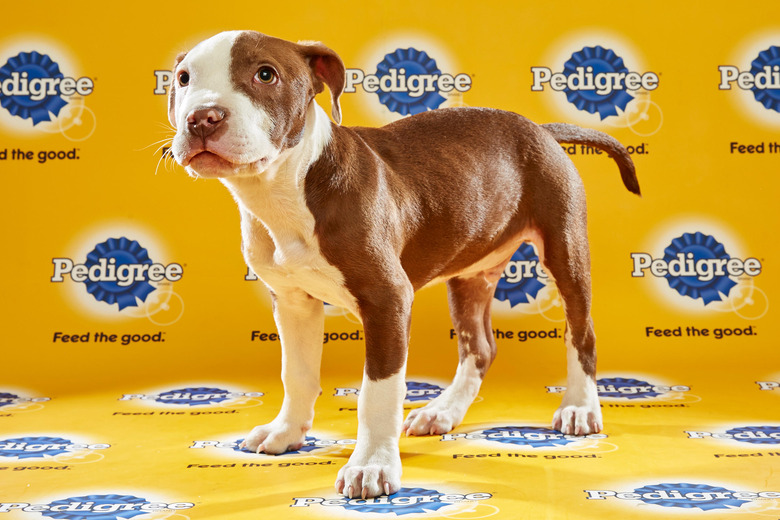 puppy-bowl-2016-32-raphael