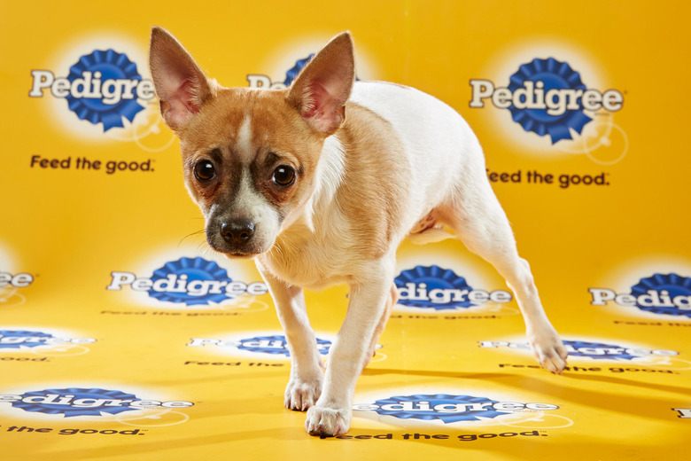 puppy-bowl-2016-33-roxy
