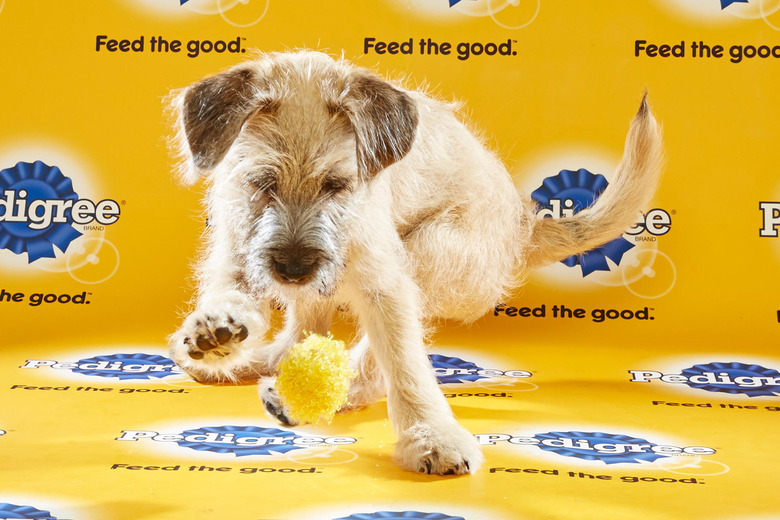 puppy-bowl-2016-34-rugby