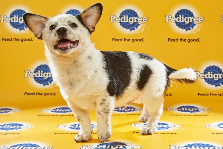 puppy-bowl-2016-35-sailor