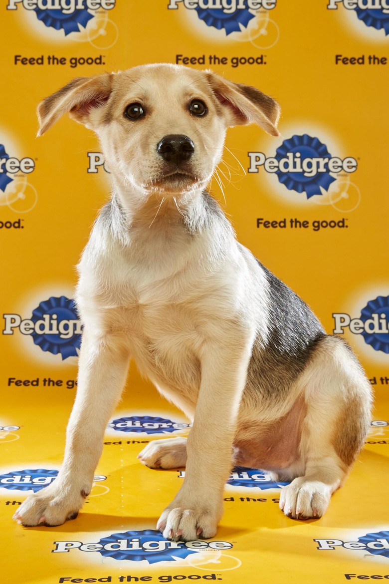 puppy-bowl-2016-36-samoa