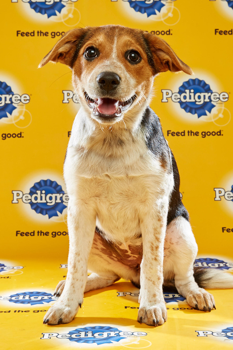 puppy-bowl-2016-37-scout
