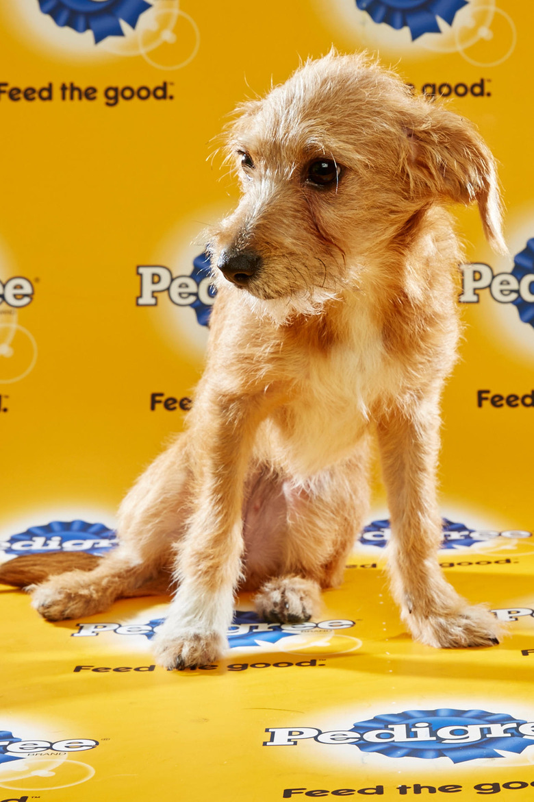 puppy-bowl-2016-38-shylah