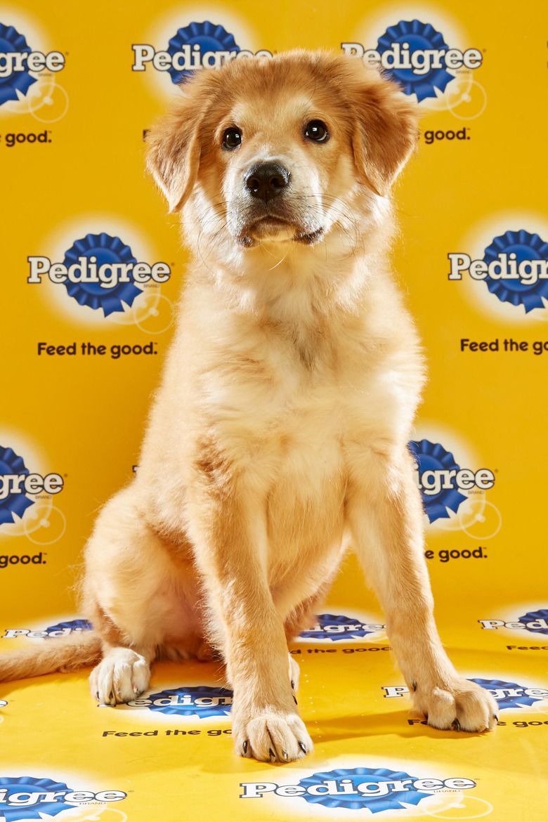 puppy-bowl-2016-39-slash