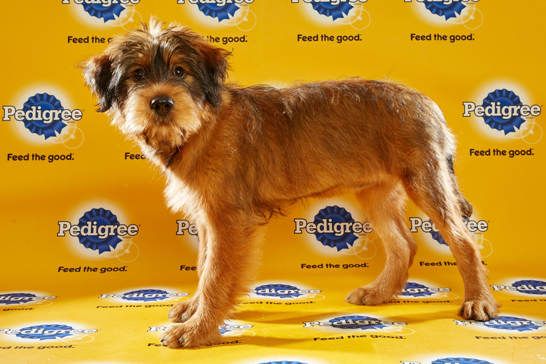 puppy-bowl-2016-40-star