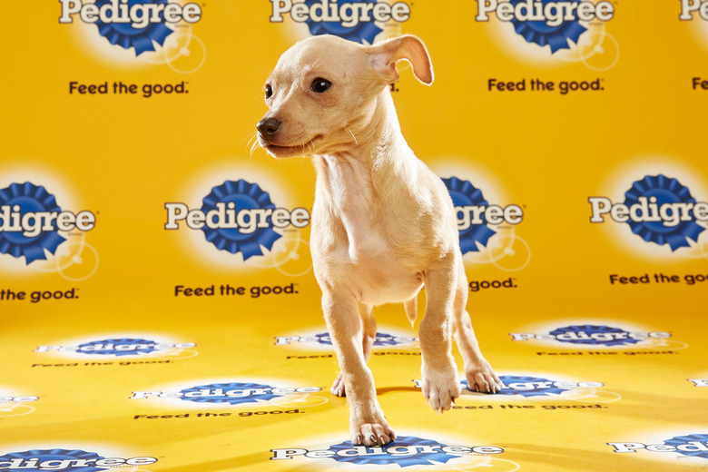 puppy-bowl-2016-41-stella