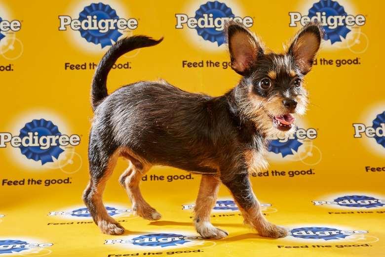 puppy-bowl-2016-42-timon