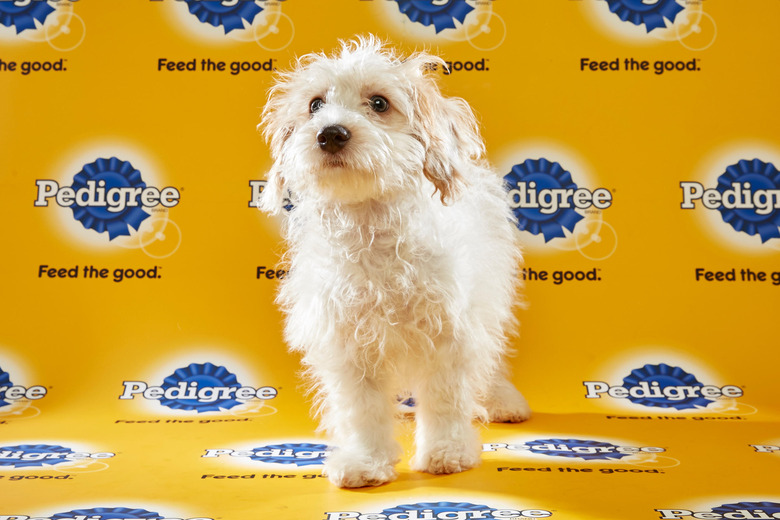 puppy-bowl-2016-43-toby